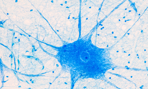 4.1 Diagnóstico molecular (MATERIA 4) - Portada